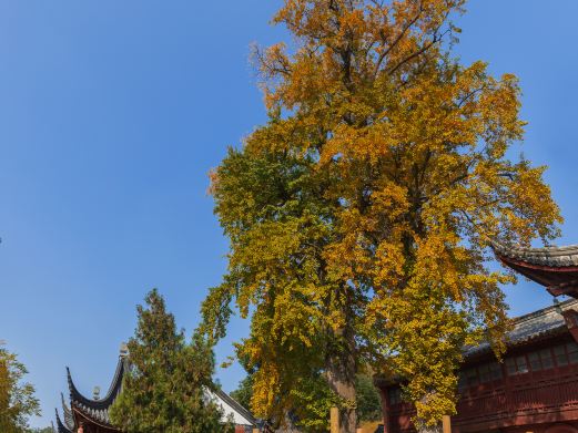 白龙观
