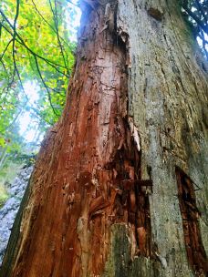 魔法森林-拉姆绍-爱喝茶的辰琪哥
