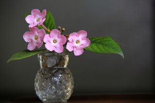 大理苍山寂照庵，随手一拍都是大片，太美啦！