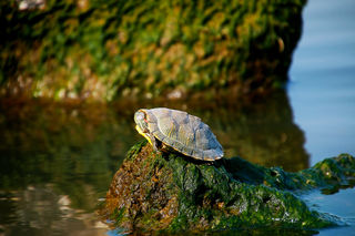单车环游中国：乌龟奇遇记