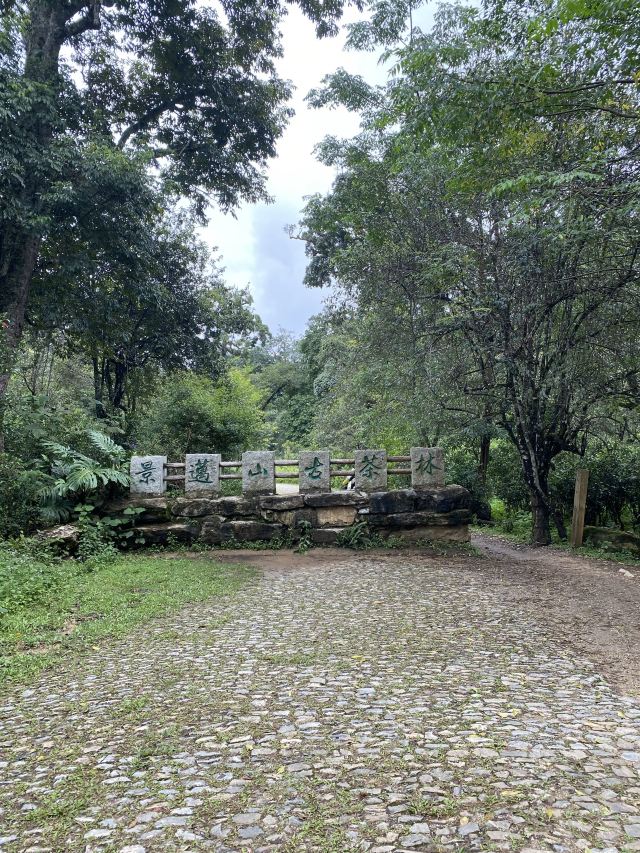 景迈千年万亩古茶园旅行图片 1