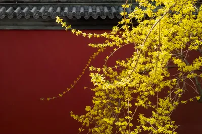 北京赏迎春花
