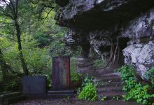 大树王景区景点图片