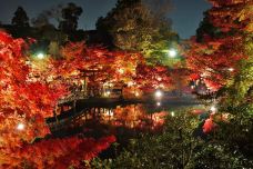 金戒光明寺-京都-翱翔的大鲨鱼