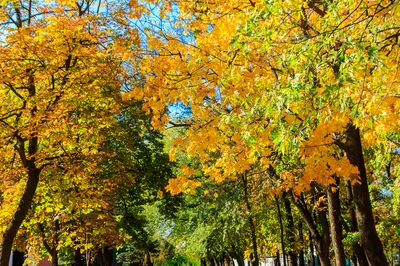 地坛公园银杏大道