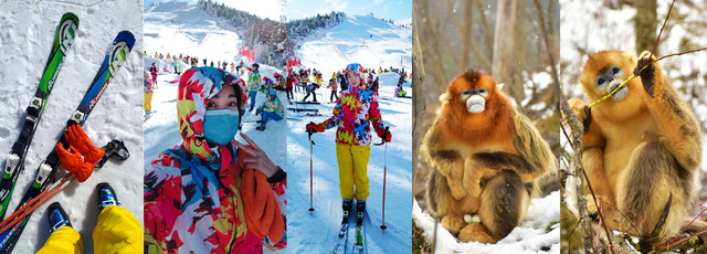 冰雪神农架滑雪游,邂逅了美丽的金丝猴