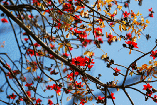 在三亚不用远行也能见证木棉花开——三亚水稻国家公园