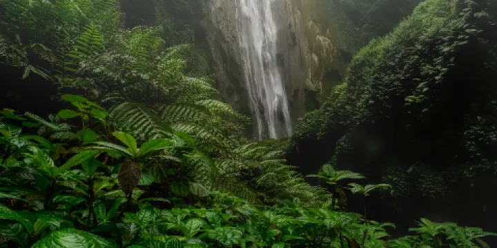 原始蓮子觀音座蕨