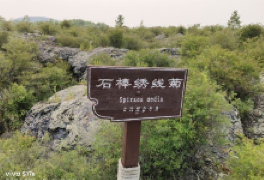 石棒绣线菊购物图片