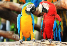 蒙特卡西诺飞鸟园景点图片