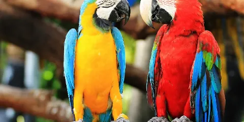 蒙特卡西諾飛鳥園