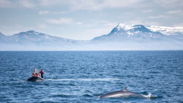 雷克雅未克觀鯨