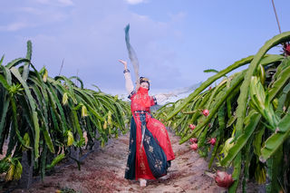 厦门一日一夜游|拥抱大自然,赏火龙花开,品火龙果味,登高望远