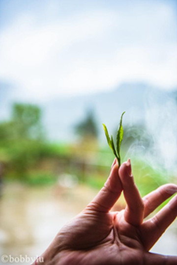 舒城游记图文-是茶山还是花园？是品茗亦或感怀往事？九一六不止是数字 更是精神!