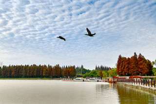 崇明明珠湖公园