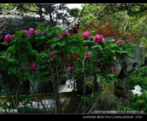 上海牡丹花开姹紫嫣红