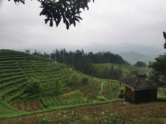 布央茶山旅游区旅行图片 10