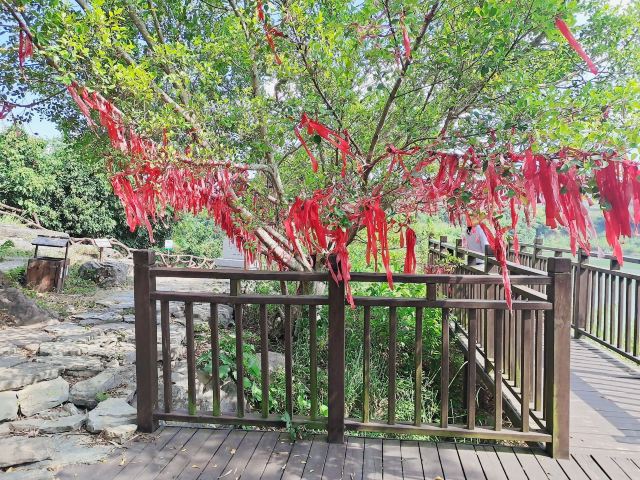 左江斜塔旅行图片 4