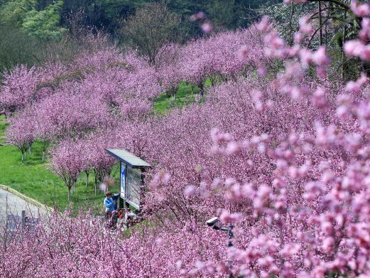 天府花溪谷景区