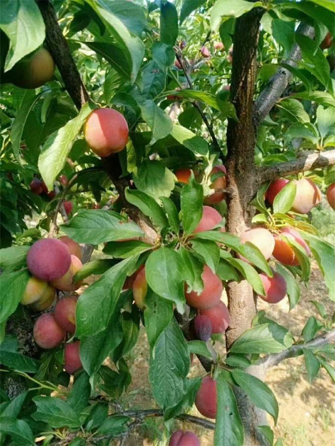 天津薊縣吉姆樂園銘暢農家院，淳樸80後夫妻，僅220住三天七頓飯。