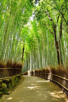 岚山-京都-Iceman626