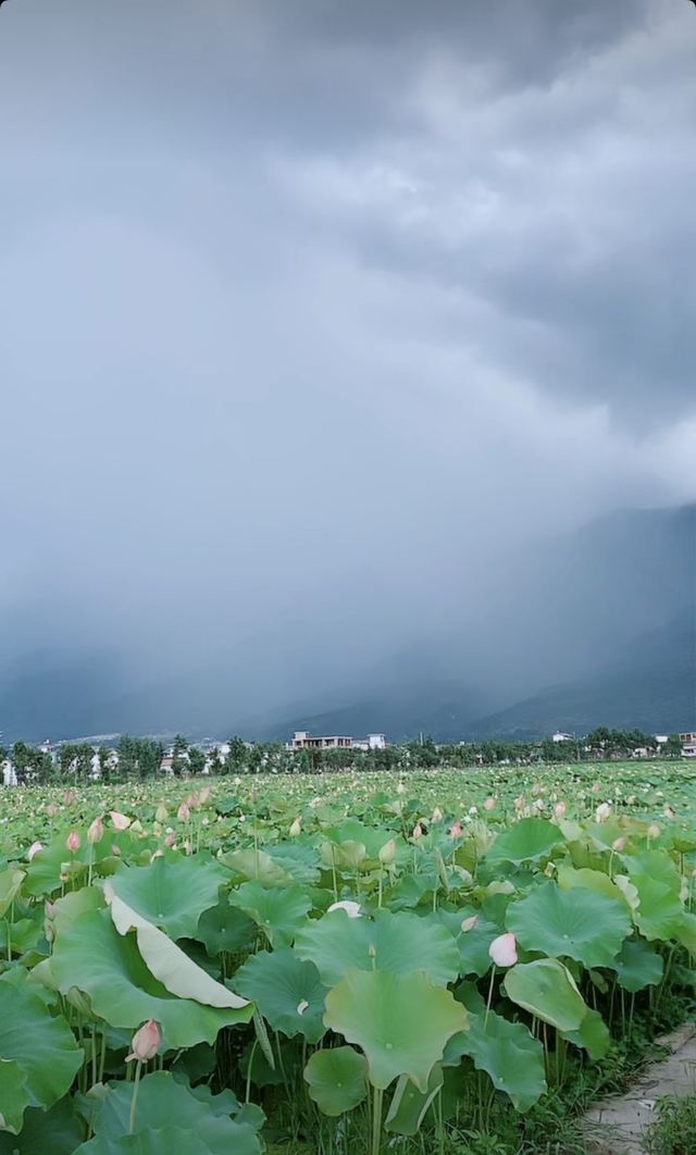 洱海月湿地公园旅行图片 5