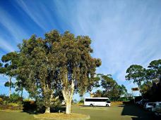 悉尼皇家植物园-悉尼-linglizi