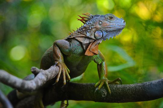 �Ź��㽭Ұ������԰