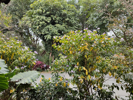 鸳鸯茉莉，花分两色的奇异花卉