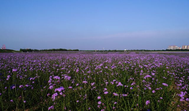 通辽薰衣草庄园旅行图片 3