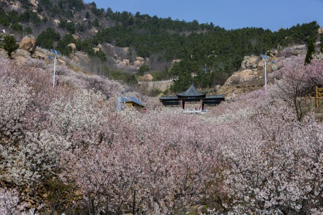 崂山大崂樱桃谷旅行图片 6