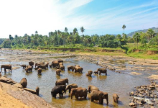 乌达瓦勒韦大象之家景点图片
