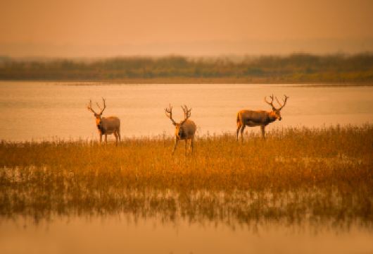中华麋鹿园+丹顶鹤一日游【二十人成团/全程导游/门票全含】【真纯玩 无购物 无自费】