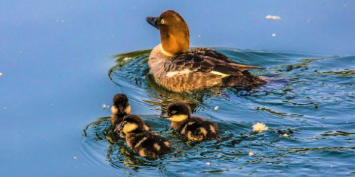 英格爾伍德鳥類保護區