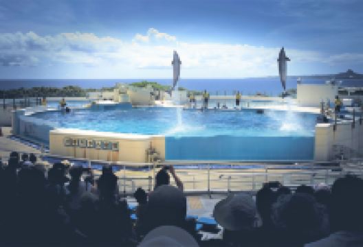 海洋博公园海豚表演剧场景点图片