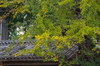 权威发布丨国庆旅游大数据，昆明周边这4个地方人气爆棚！