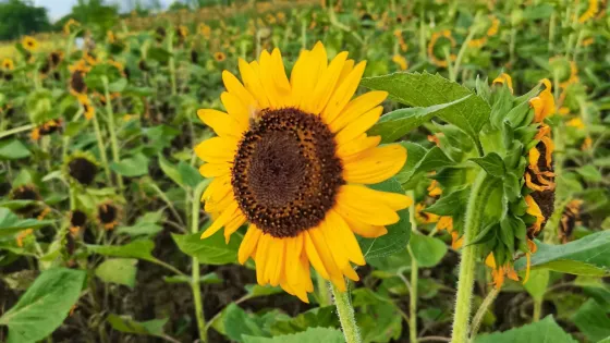 映月湖公園