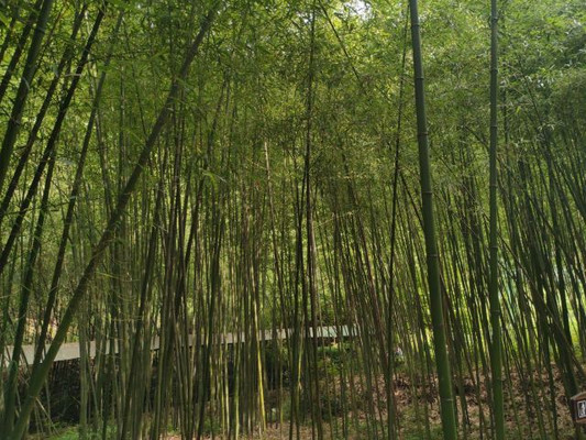 虚名炒作下的景观,终究难以持久——栾川,我不会再去