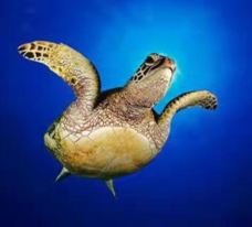 苏州海洋馆-苏州-YoYo_6G2A8G3X