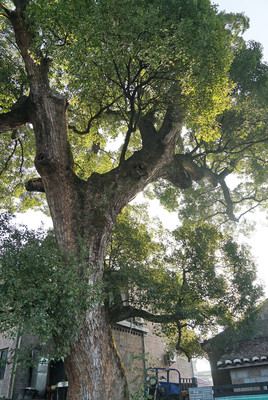 竹桥村（金溪访古村之四）