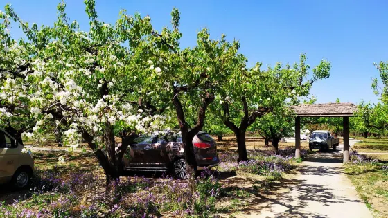 京白梨大家族主題公園