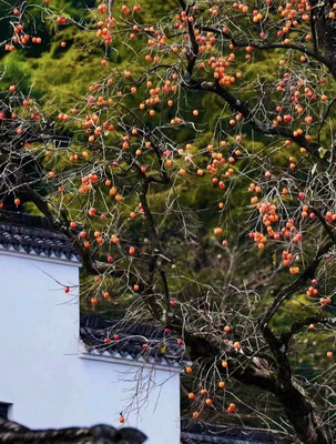 宁波秋日出游,这3个地方藏着绝美秋色,凭实力挤进赏秋大军