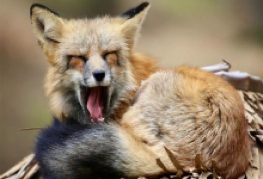 青岛森林野生动物世界景点图片