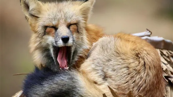 青島森林野生動物世界