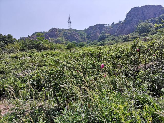 玫瑰谷旅行图片 3