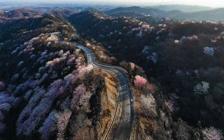 大年初五上了央视的王母观樱花海
