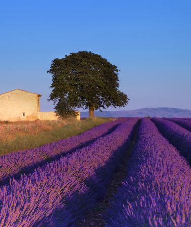 6D5N • France + Nice + Saint-Paul-de-Vence + Aix-en-Provence + Valensole + Gordes + Avignon + Marseille + Cannes + Antibes + Èze + Palais des Papes + Sénanque Abbey + Valensole Lavender Fields