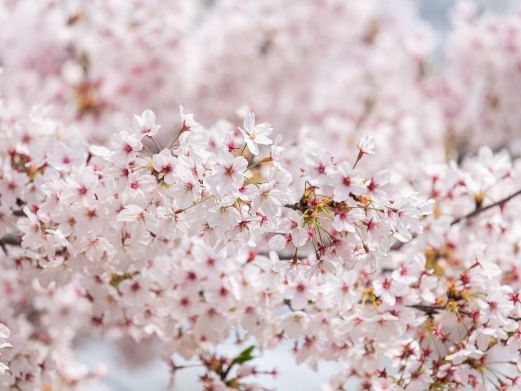 桃花堤公园