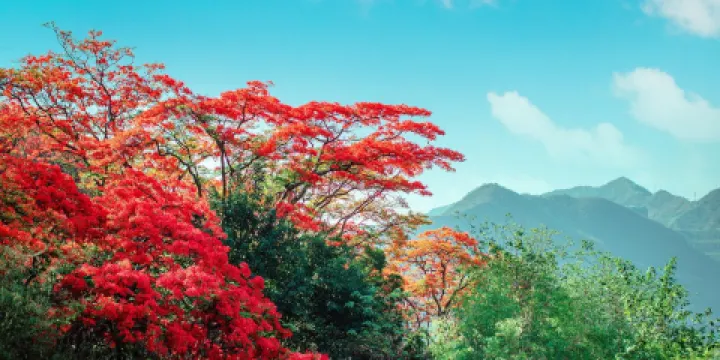 東區鳳凰花公園