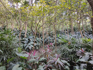 青秀山，最超值的5A景区（6）——广西7日（28）